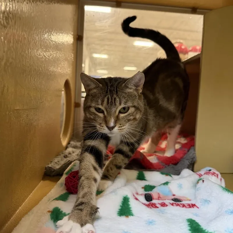 Kimber  Sweet And thumbnail 3