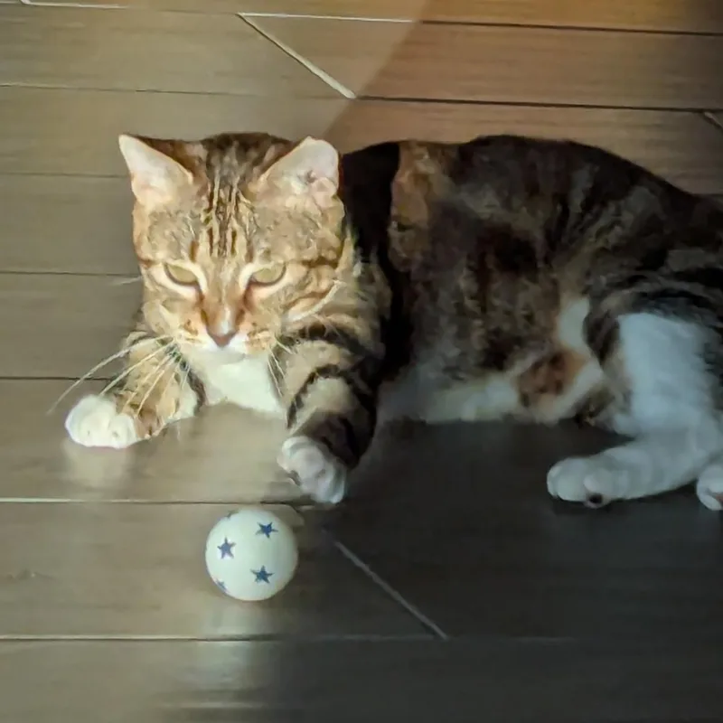 Kimber  Sweet And thumbnail 6