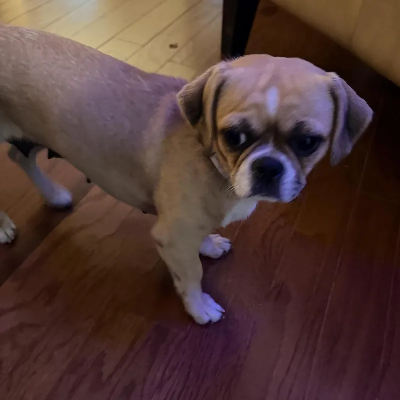 A young small-sized female Yellow / Tan / Blond / Fawn Pekingese dog named Minnie for adoption in Houston, TX