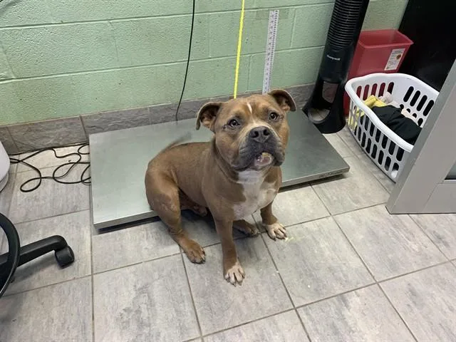 A young large-sized male American Bulldog dog named Vinicius for adoption in Grand Prairie, TX