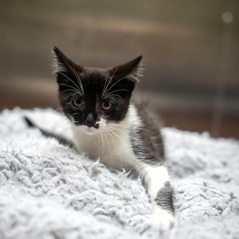 A baby small-sized female White Domestic Short Hair cat named Rosella for adoption in Gainesville, GA