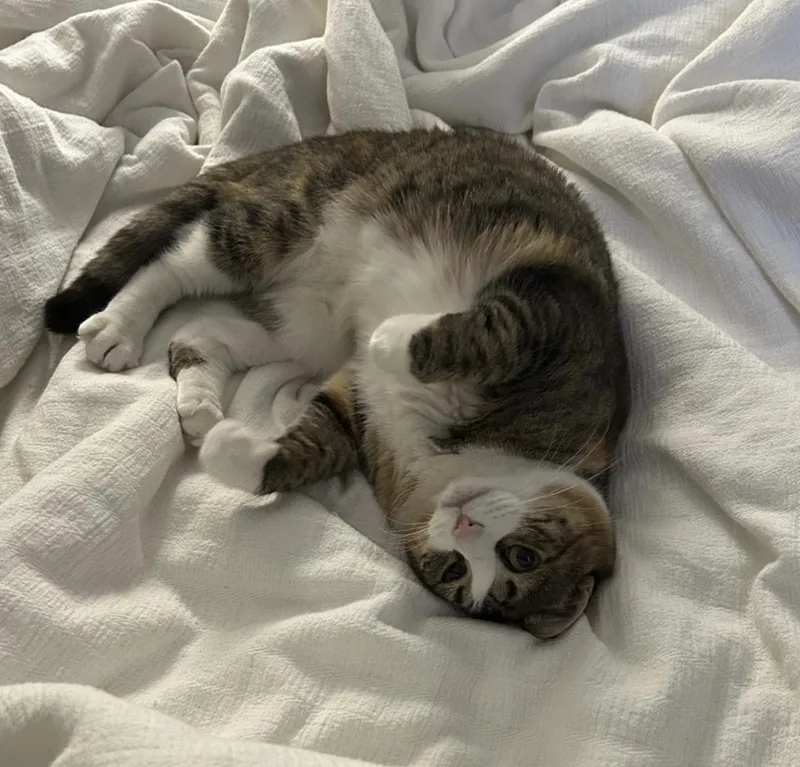 An adult medium-sized female Tabby (Brown / Chocolate) Domestic Short Hair cat named Cherry for adoption in Bayonne, NJ