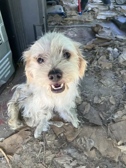 An adult small-sized male Mixed Breed dog named Franky for adoption in Dallas, TX