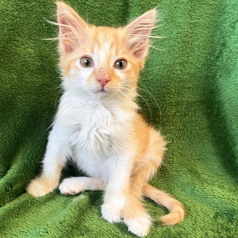 A baby small-sized female Orange / Red Domestic Medium Hair cat named Swing for adoption in Mount Juliet, TN