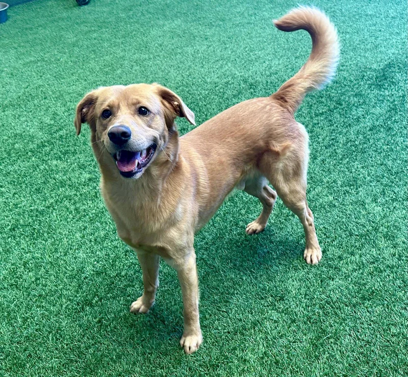 An adult medium-sized male Golden Retriever dog named Elvis for adoption in Burlingame, CA