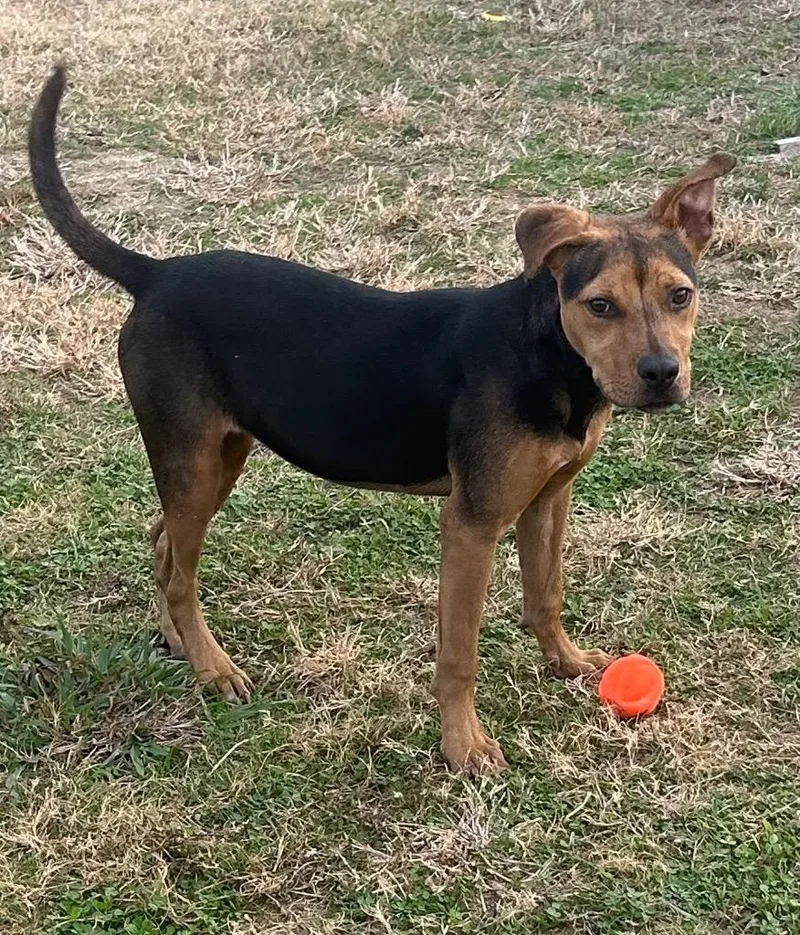 Cici