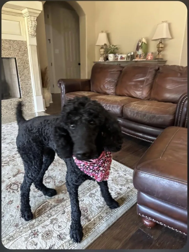 An adult medium-sized female Black Standard Poodle dog named Bijou for adoption in Baton Rouge, LA