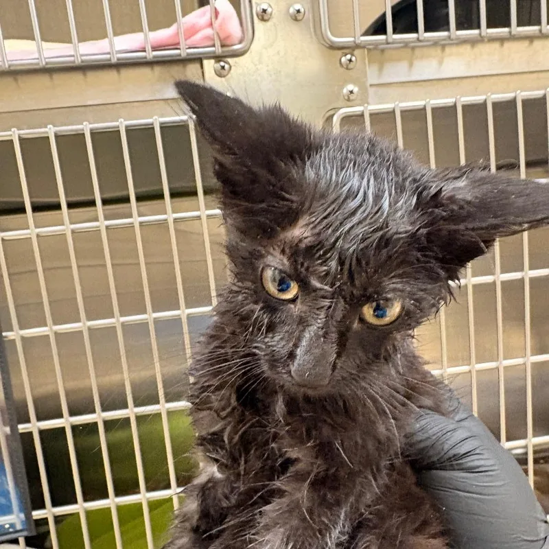 A baby small-sized male Domestic Short Hair cat named Commanders for adoption in Winston-Salem, NC