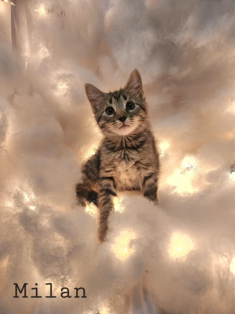A baby medium-sized male Tabby (Brown / Chocolate) Domestic Medium Hair cat named Milan for adoption in Tulsa, OK