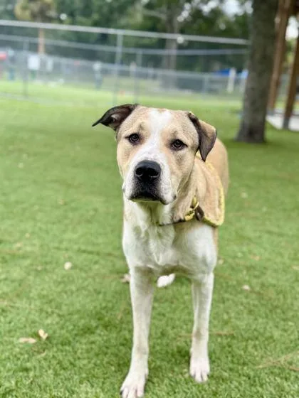 A young large-sized male Saint Bernard dog named Cyrus for adoption in Daytona Beach, FL