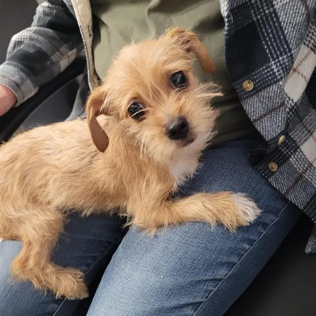 A baby small-sized female Yellow / Tan / Blond / Fawn Tibetan Terrier dog named Coconut for adoption in Urbana, IL