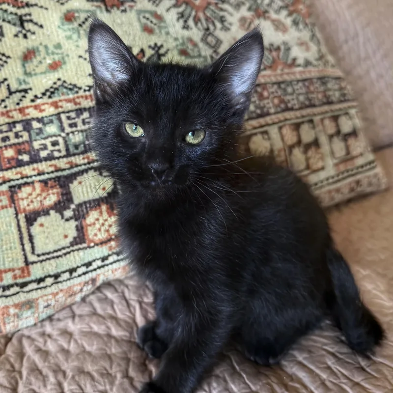 A baby small-sized male Black Domestic Short Hair cat named Lorrenth for adoption in Bentonville, AR