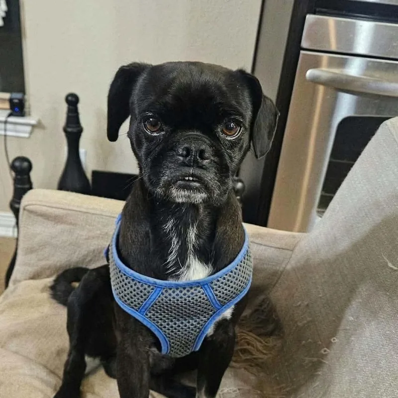 An adult small-sized male Black Pug dog named Juan Carlos Arriving  for adoption in Princeton, MN
