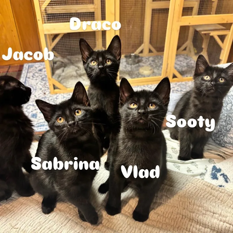 A baby small-sized female Black Domestic Short Hair cat named Sabrina for adoption in Wichita, KS