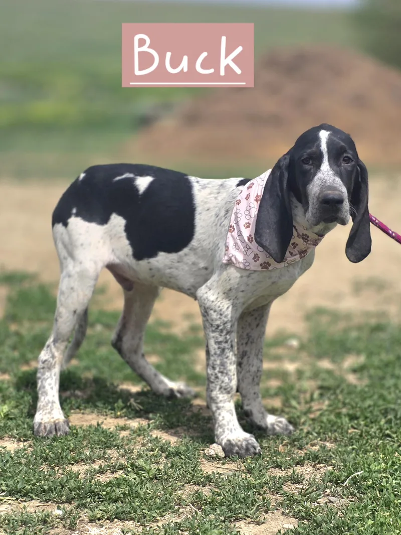 A baby large-sized male Bluetick Coonhound dog named Buck for adoption in Walthill, NE