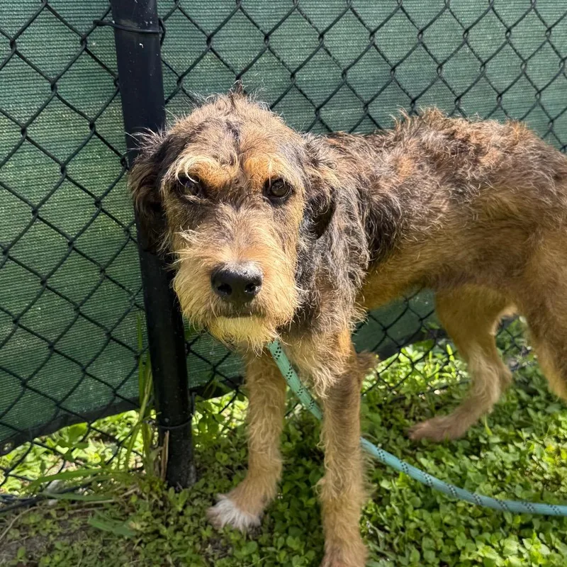 An adult medium-sized female Brown / Chocolate Mixed Breed dog named Haven for adoption in Naples, FL