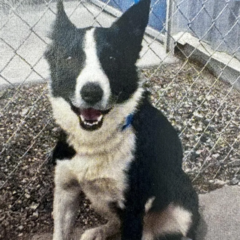 An adult medium-sized male Border Collie dog named Dart for adoption in Carlin, NV