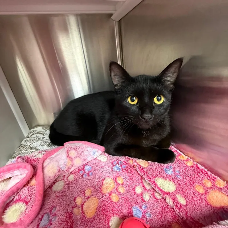 A young medium-sized female Black Domestic Short Hair cat named Attie for adoption in Lake Panasoffkee, FL