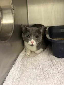 An adult large-sized male Domestic Short Hair cat named Oliver for adoption in Longmont, CO