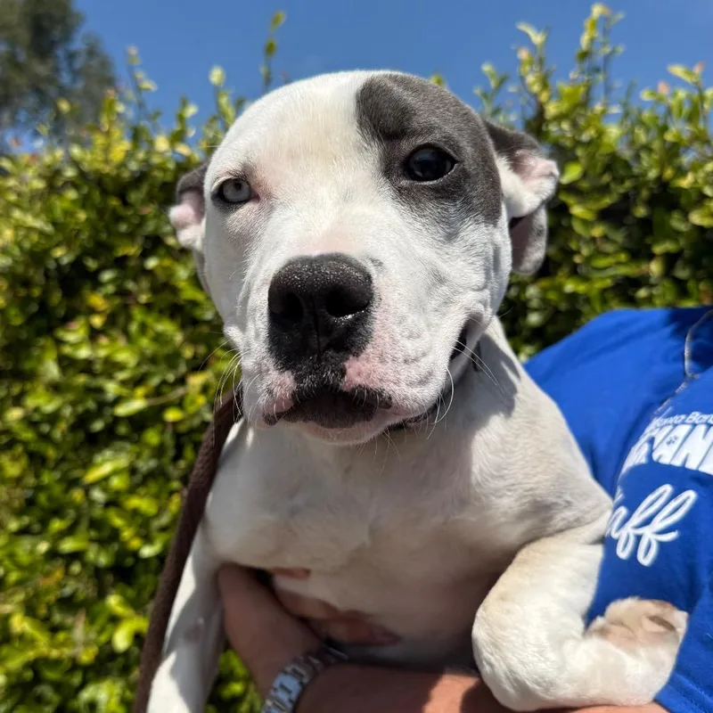 A young medium-sized female White / Cream Pit Bull Terrier dog named Lola for adoption in Santa Barbara, CA