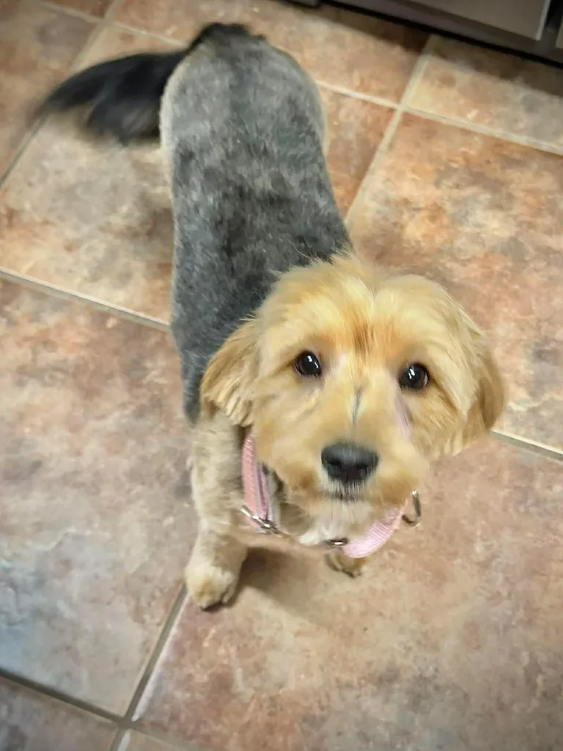 A baby small-sized female Yorkshire Terrier dog named Cher Eg In Ms for adoption in Warwick, RI