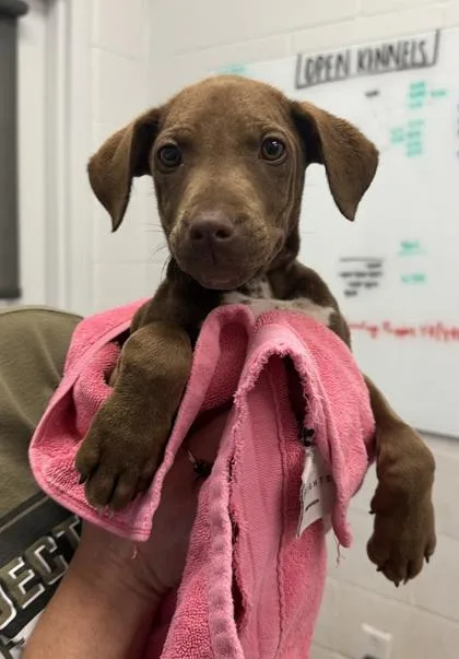 A baby small-sized female Brown / Chocolate Mixed Breed dog named Rosalina for adoption in Kansas City, MO