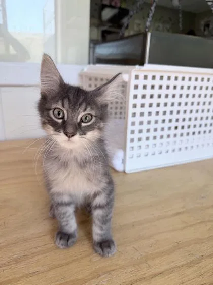 A baby medium-sized male Tabby (Gray / Blue / Silver) Domestic Short Hair cat named Fuzzy for adoption in Steamboat Springs, CO