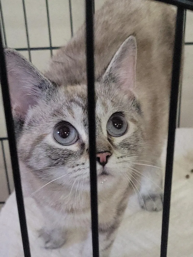 A young medium-sized female Gray / Blue / Silver Siamese cat named Ahsoka for adoption in Raymond, WA