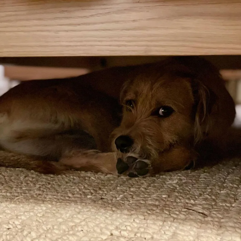 An adult medium-sized male Brown / Chocolate Terrier dog named Wylie for adoption in Austin, TX