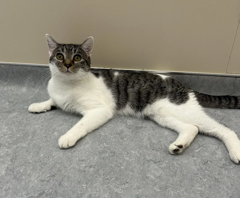 An adult large-sized male Domestic Short Hair cat named Zoltar for adoption in Arlington, VT
