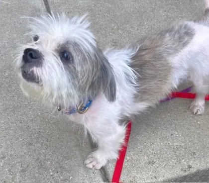 An adult medium-sized female Shih Tzu dog named Lucy Sky for adoption in Washington, DC