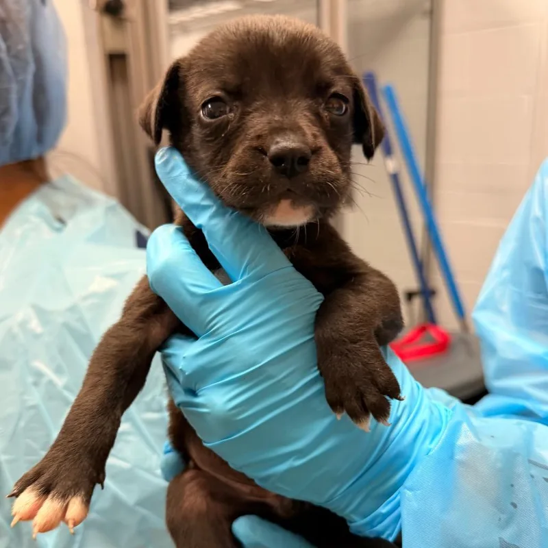 A baby medium-sized female Brown / Chocolate Mixed Breed dog named Tzatziki for adoption in West Palm Beach, FL