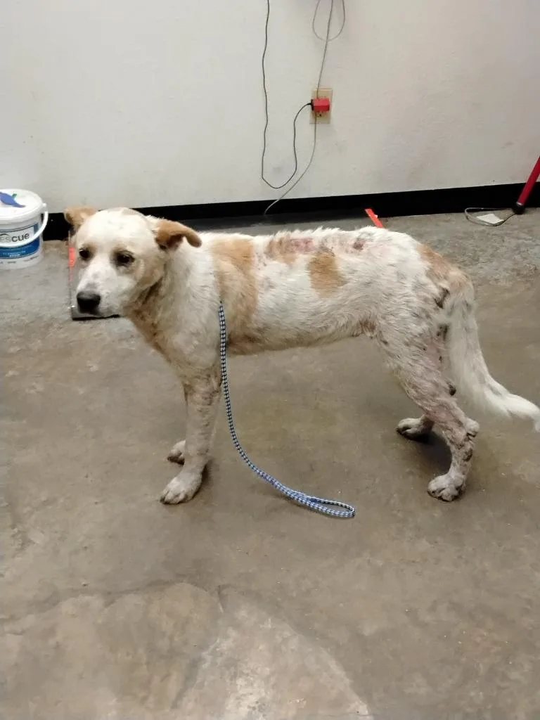 An adult large-sized male Australian Cattle Dog / Blue Heeler dog named Bruce for adoption in Lockhart, TX
