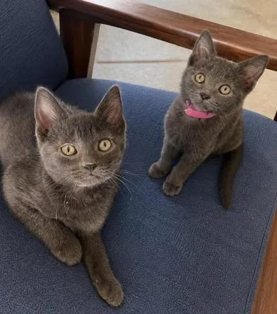 A baby small-sized female Gray / Blue / Silver Russian Blue cat named Astral & Ororo for adoption in Liverpool, TX