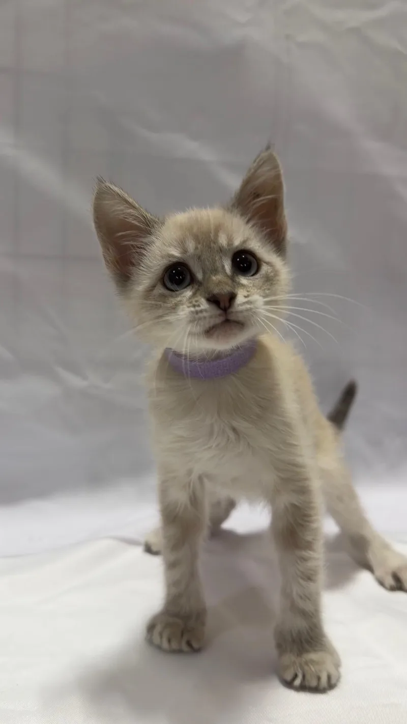A young small-sized male Seal Point Domestic Short Hair cat named Cupcake for adoption in Fullerton, CA