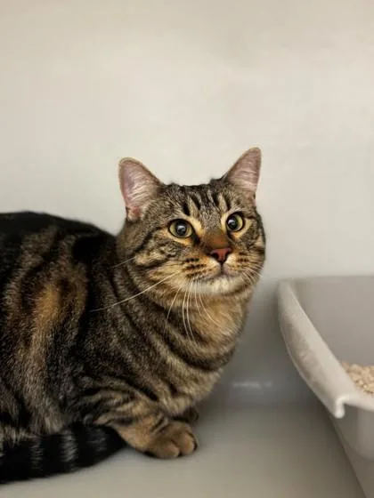 An adult large-sized male Domestic Short Hair cat named Louis for adoption in Kalispell, MT