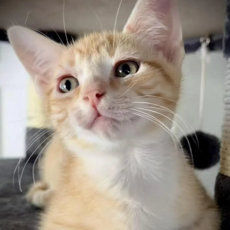 A baby small-sized male Orange / Red Domestic Short Hair cat named Spec's And Earl for adoption in Fort Worth, TX