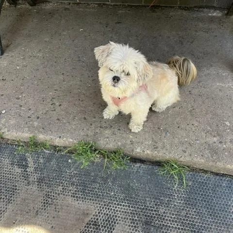 An adult small-sized female Yellow / Tan / Blond / Fawn Lhasa Apso dog named Chanel for adoption in Elmwood Park, NJ
