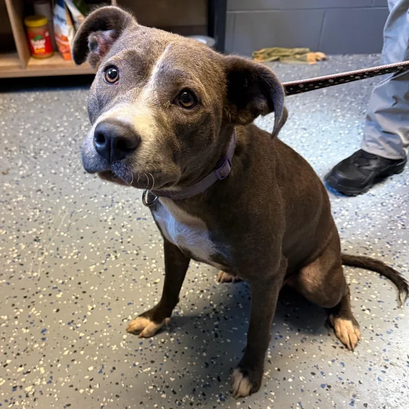 An adult medium-sized female Gray / Blue / Silver Pit Bull Terrier dog named Sandy for adoption in Tuscaloosa, AL
