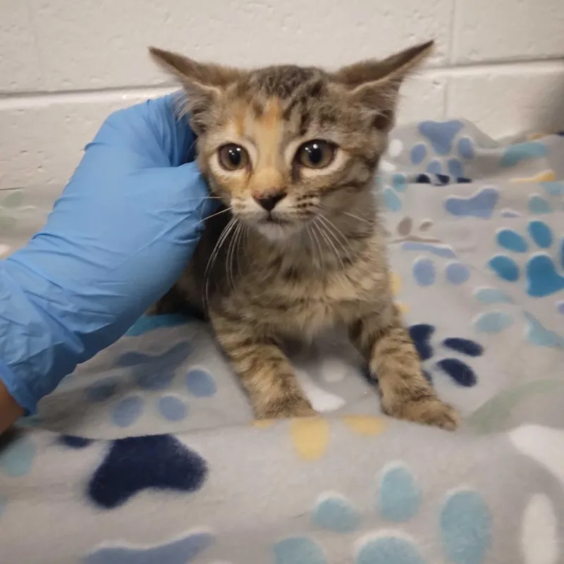 A baby small-sized female Domestic Short Hair cat named Iridessa for adoption in Spruce Pine, NC