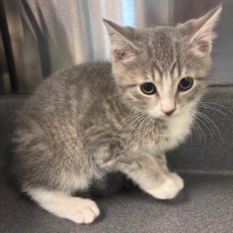 A baby small-sized female Gray / Blue / Silver Domestic Short Hair cat named Chynna Phillips for adoption in Waukesha, WI