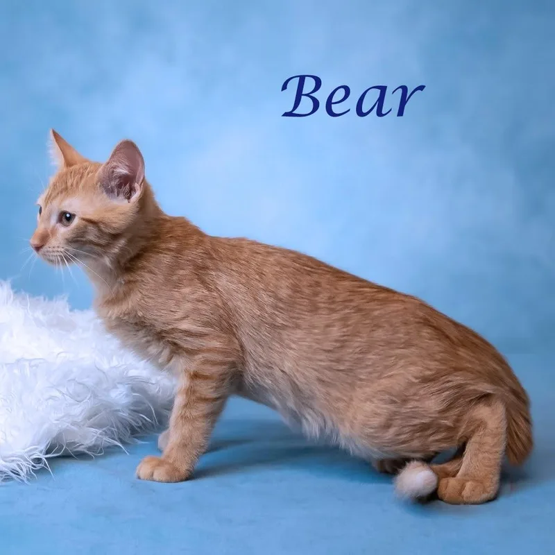 A baby small-sized male Orange / Red Domestic Short Hair cat named Bear C for adoption in Lebanon, TN