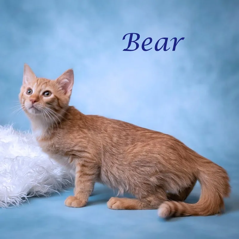 Bear C thumbnail 2