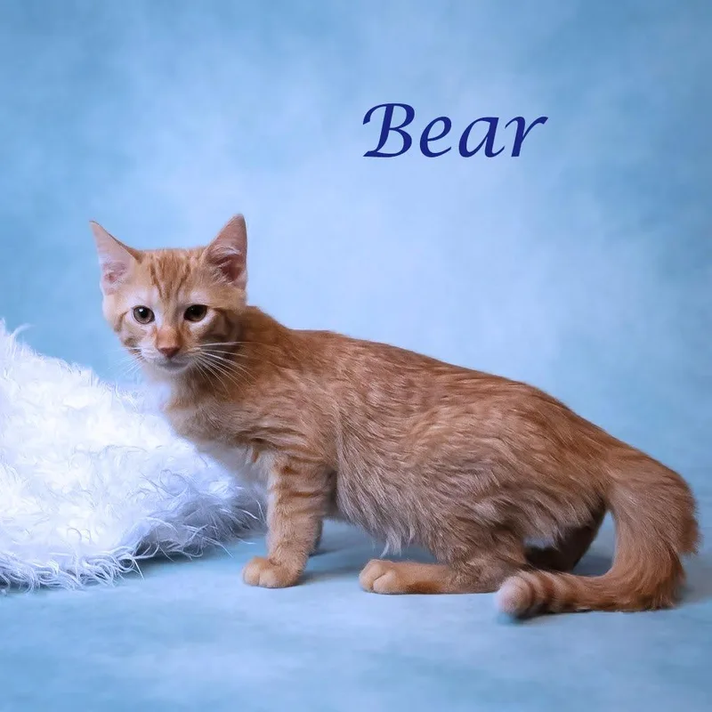 Bear C thumbnail 3