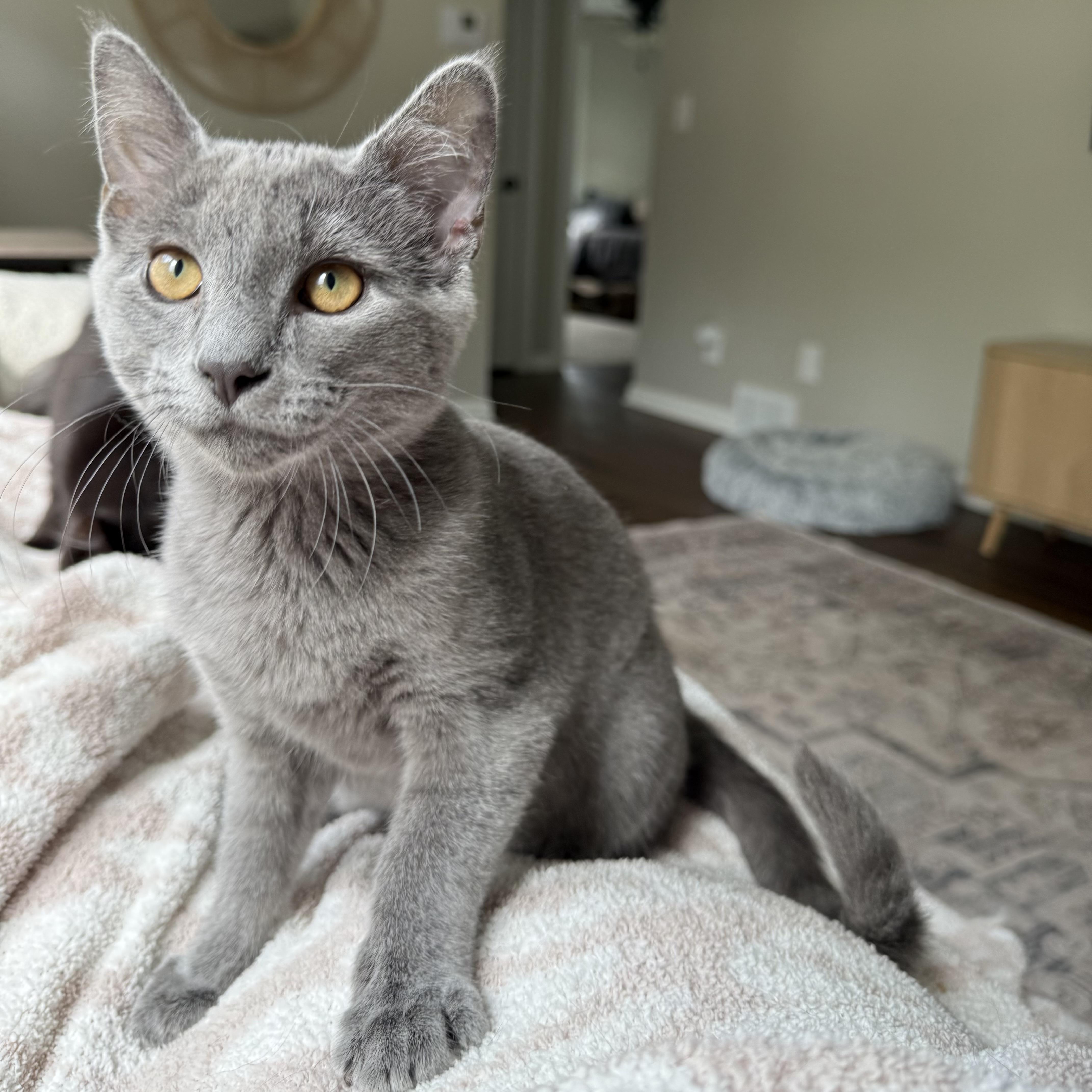 A baby small-sized male Black Domestic Short Hair cat named Moon & Cloud for adoption in Hartville, OH