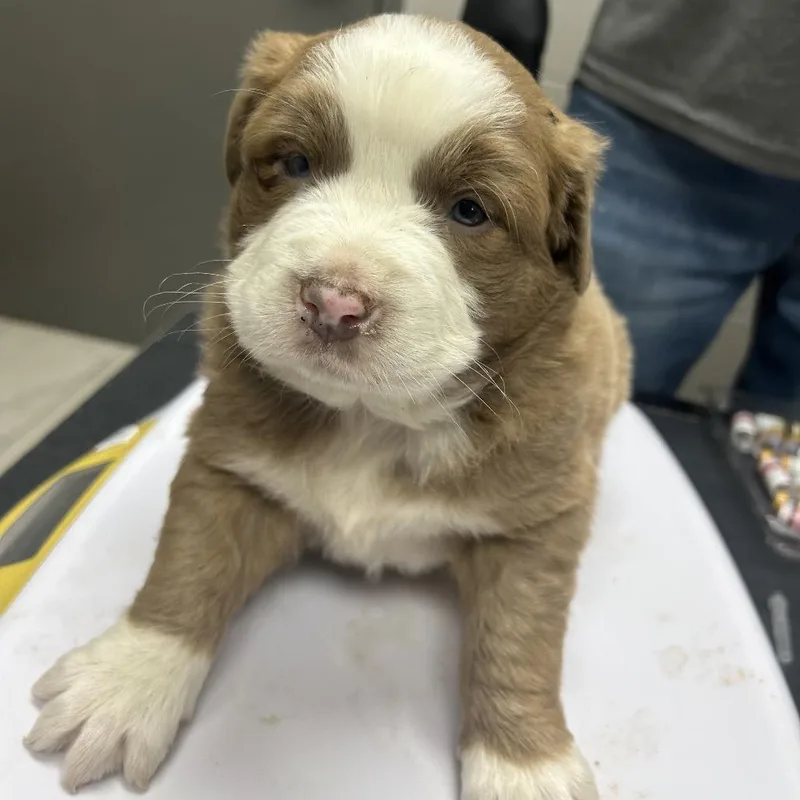 Gromit The Bully Mix thumbnail 3