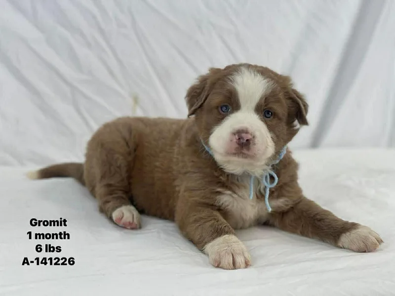 Gromit The Bully Mix