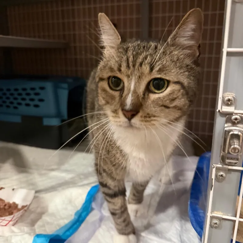 An adult small-sized male Domestic Short Hair cat named Luke for adoption in Middle Village, NY