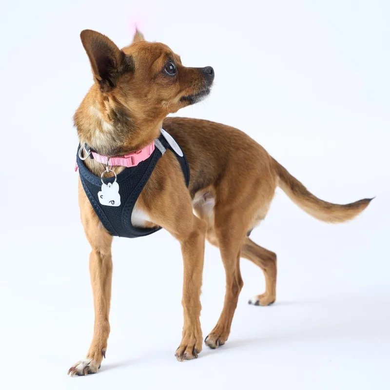 A senior small-sized female Yellow / Tan / Blond / Fawn Chihuahua dog named Harvest for adoption in San Francisco, CA