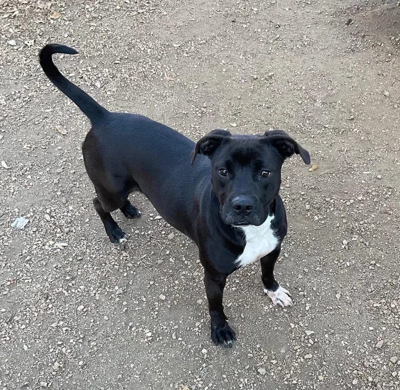 A young large-sized female Pit Bull Terrier dog named Mykel for adoption in Missouri City, TX